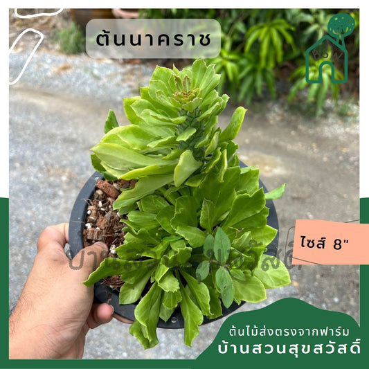 sp :  ต้นนาคราช เขียว มาพร้อมกระถาง  8 นิ้ว พร้อมลวดแขวน lz : นาคราช (เขียว) กระถาง  8 นิ้ว พร้อมลวดแขวน