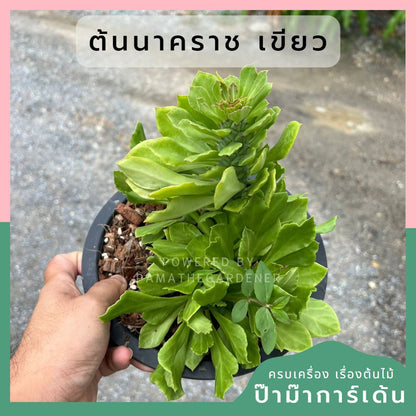 sp :  ต้นนาคราช เขียว มาพร้อมกระถาง  8 นิ้ว พร้อมลวดแขวน lz : นาคราช (เขียว) กระถาง  8 นิ้ว พร้อมลวดแขวน