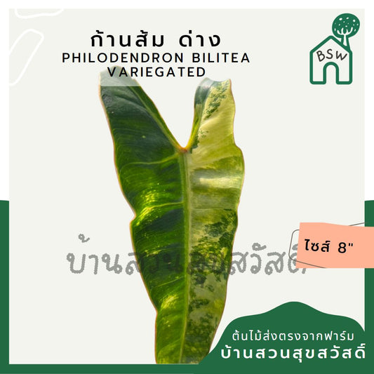 Philodendron billietiae variegated ก้านส้มด่าง ไม้ยอด