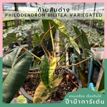 Philodendron billietiae variegated ก้านส้มด่าง ไม้ยอด
