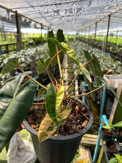 Philodendron billietiae variegated ก้านส้มด่าง ไม้ยอด