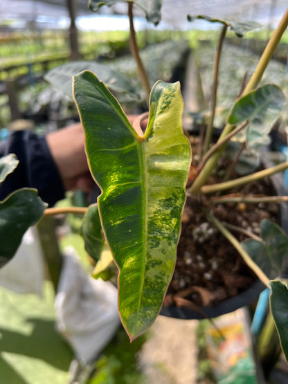 Philodendron billietiae variegated ก้านส้มด่าง ไม้ยอด