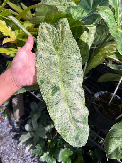 Philodendron Paraiso Verde ฟิโลเดนดรอนพาไรโซ่ เวอร์เด