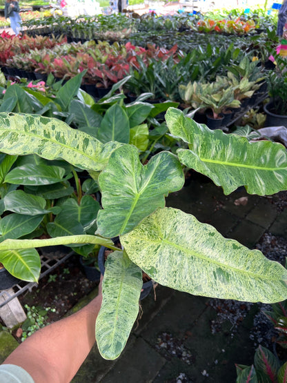 Philodendron Paraiso Verde ฟิโลเดนดรอนพาไรโซ่ เวอร์เด