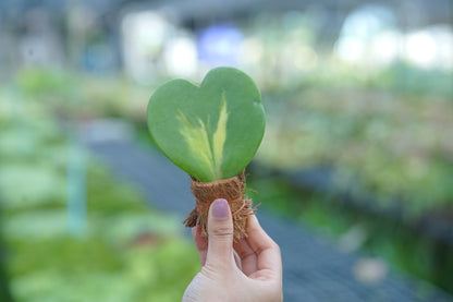 โฮย่า-หัวใจใบเดียวกระถางดินเผา-1