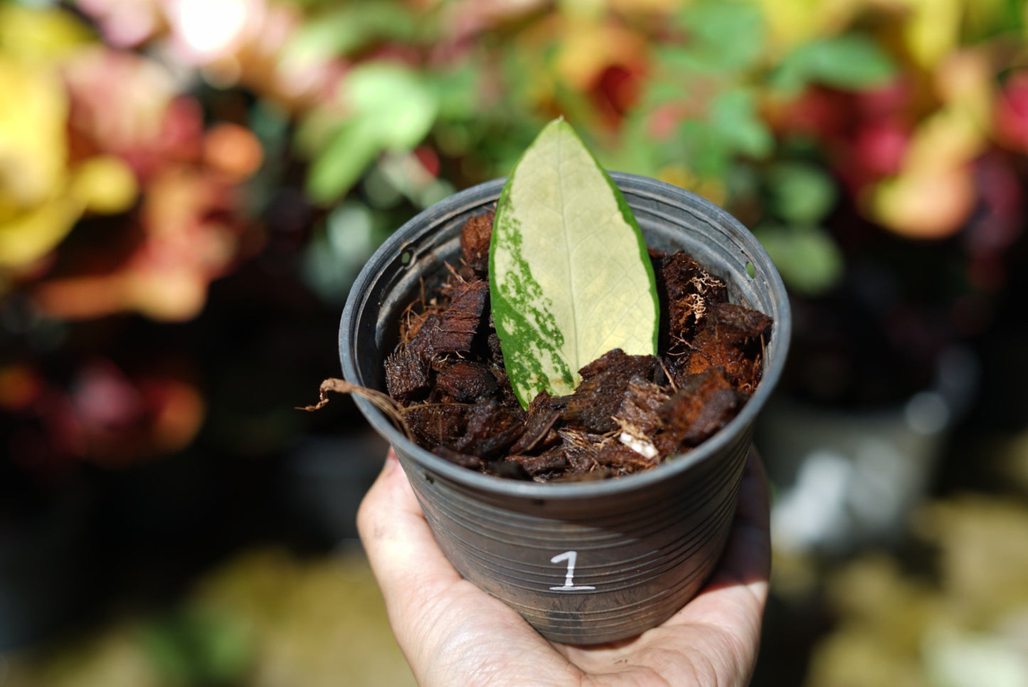 กระถางดำ 4 นิ้ พร้อม กวักมรกตด่าง ด่างสวย เทพมาก มีตุ่มแล้ว