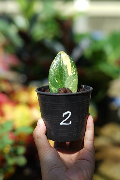 กระถางดำ 4 นิ้ พร้อม กวักมรกตด่าง ด่างสวย เทพมาก มีตุ่มแล้ว