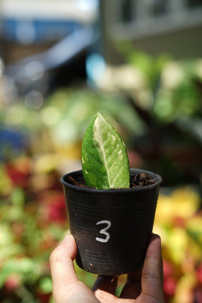 กระถางดำ 4 นิ้ พร้อม กวักมรกตด่าง ด่างสวย เทพมาก มีตุ่มแล้ว