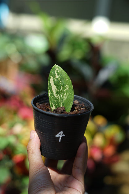 กระถางดำ 4 นิ้ พร้อม กวักมรกตด่าง ด่างสวย เทพมาก มีตุ่มแล้ว