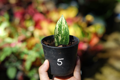 กระถางดำ 4 นิ้ พร้อม กวักมรกตด่าง ด่างสวย เทพมาก มีตุ่มแล้ว