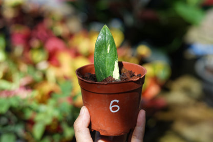 กระถางดำ 4 นิ้ พร้อม กวักมรกตด่าง ด่างสวย เทพมาก มีตุ่มแล้ว