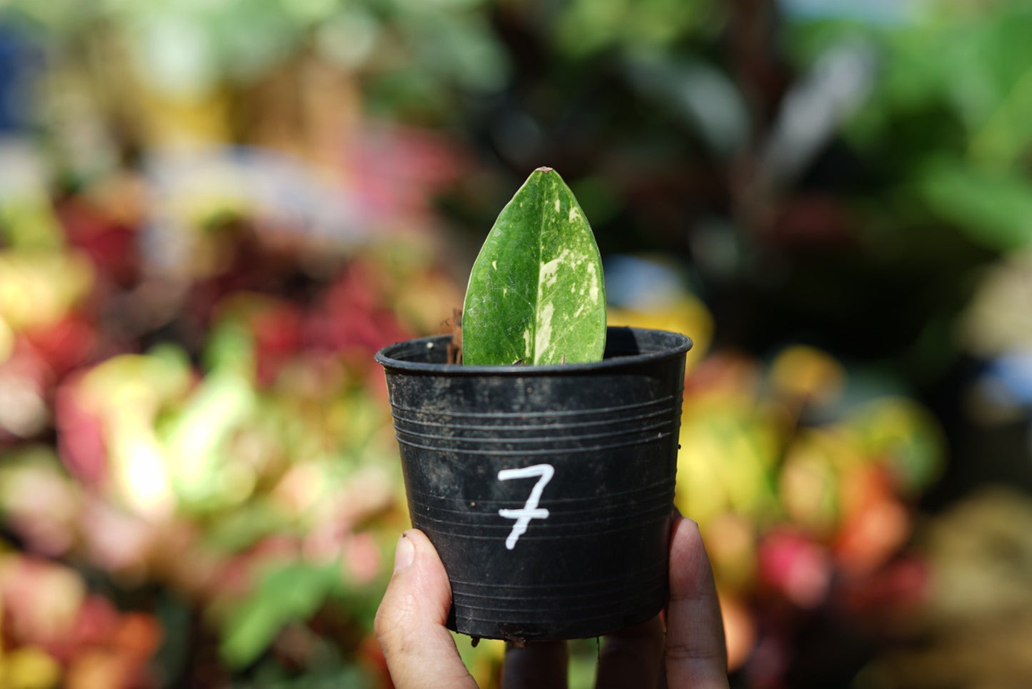 กระถางดำ 4 นิ้ พร้อม กวักมรกตด่าง ด่างสวย เทพมาก มีตุ่มแล้ว