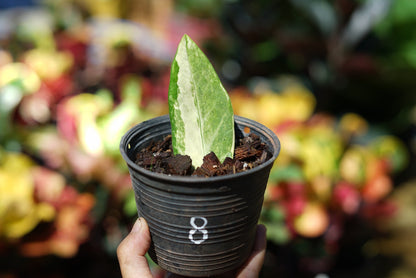 กระถางดำ 4 นิ้ พร้อม กวักมรกตด่าง ด่างสวย เทพมาก มีตุ่มแล้ว