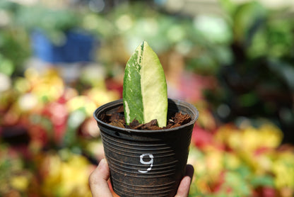 กระถางดำ 4 นิ้ พร้อม กวักมรกตด่าง ด่างสวย เทพมาก มีตุ่มแล้ว