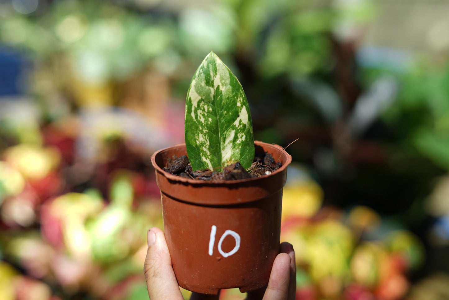 กระถางดำ 4 นิ้ พร้อม กวักมรกตด่าง ด่างสวย เทพมาก มีตุ่มแล้ว