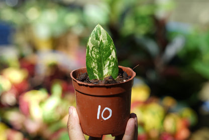 กระถางดำ 4 นิ้ พร้อม กวักมรกตด่าง ด่างสวย เทพมาก มีตุ่มแล้ว