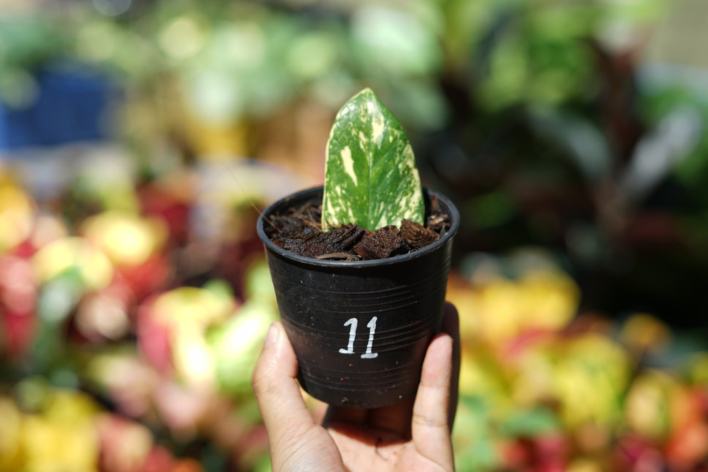 กระถางดำ 4 นิ้ พร้อม กวักมรกตด่าง ด่างสวย เทพมาก มีตุ่มแล้ว