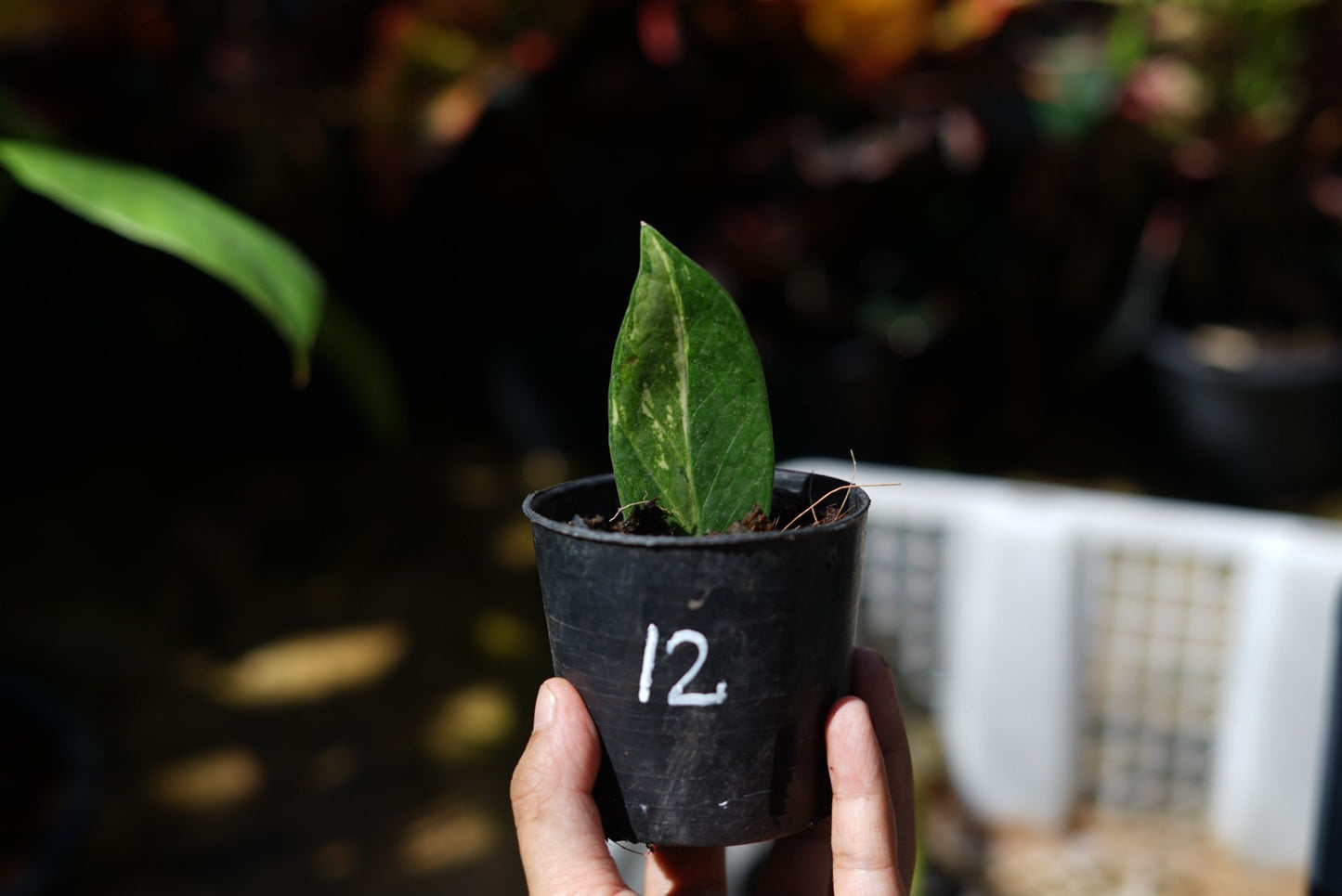 กระถางดำ 4 นิ้ พร้อม กวักมรกตด่าง ด่างสวย เทพมาก มีตุ่มแล้ว