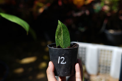 กระถางดำ 4 นิ้ พร้อม กวักมรกตด่าง ด่างสวย เทพมาก มีตุ่มแล้ว