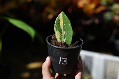 กระถางดำ 4 นิ้ พร้อม กวักมรกตด่าง ด่างสวย เทพมาก มีตุ่มแล้ว