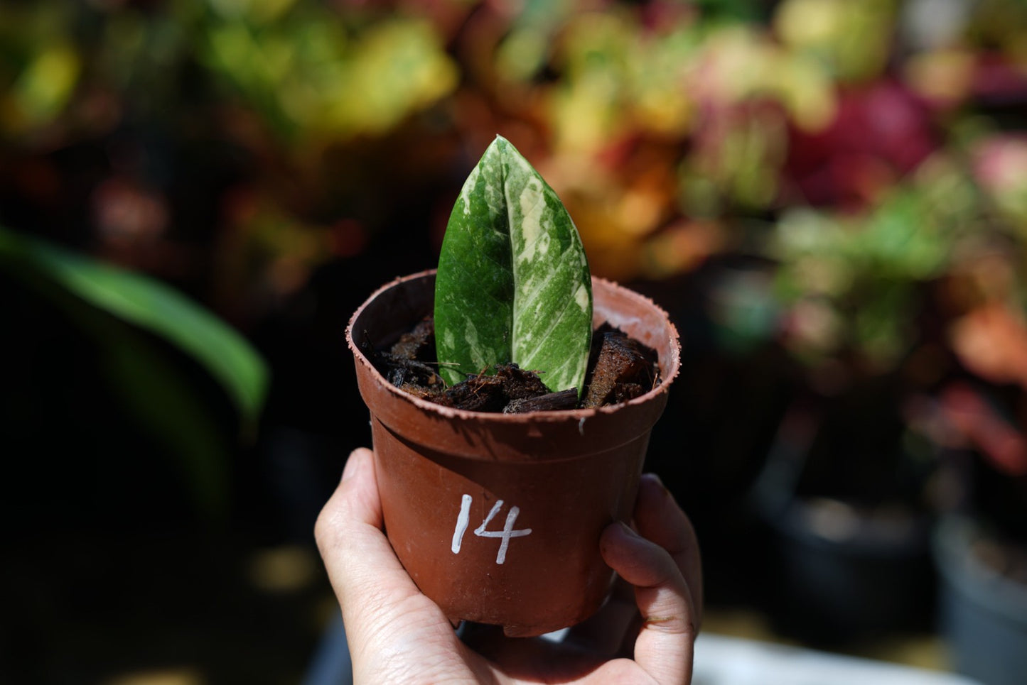 กระถางดำ 4 นิ้ พร้อม กวักมรกตด่าง ด่างสวย เทพมาก มีตุ่มแล้ว