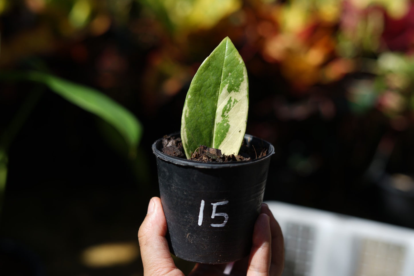 กระถางดำ 4 นิ้ พร้อม กวักมรกตด่าง ด่างสวย เทพมาก มีตุ่มแล้ว