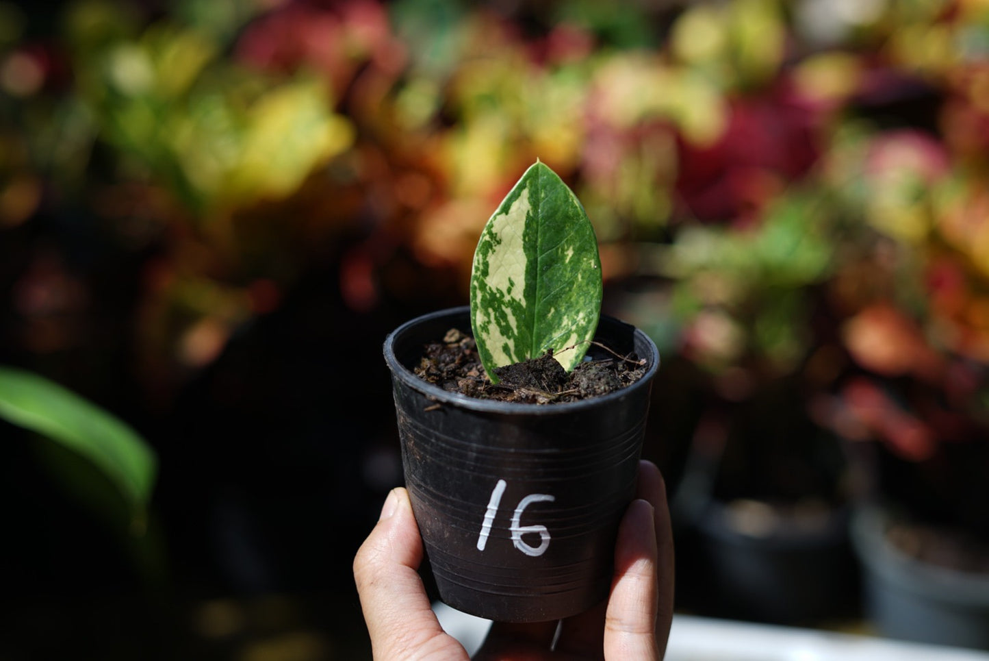 กระถางดำ 4 นิ้ พร้อม กวักมรกตด่าง ด่างสวย เทพมาก มีตุ่มแล้ว