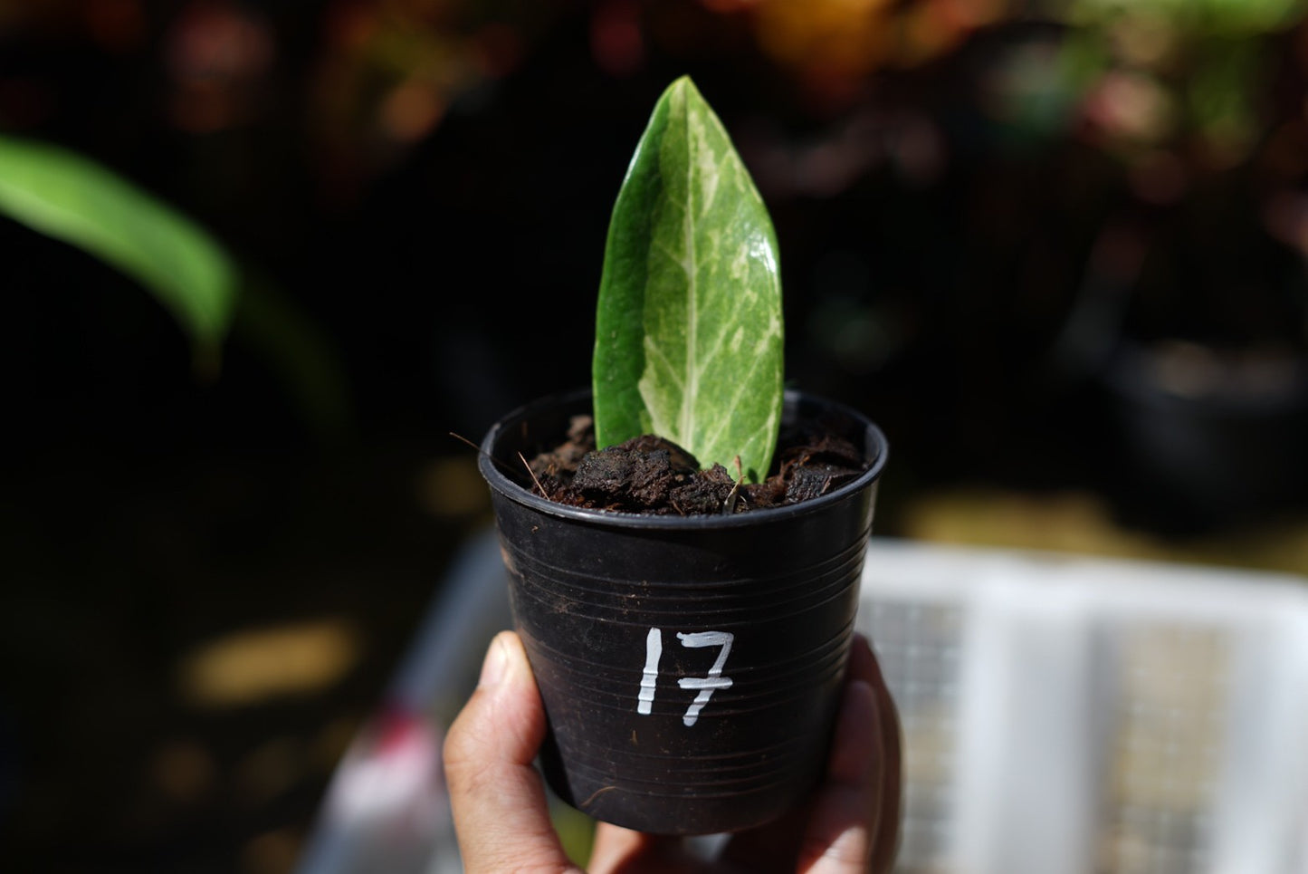 กระถางดำ 4 นิ้ พร้อม กวักมรกตด่าง ด่างสวย เทพมาก มีตุ่มแล้ว