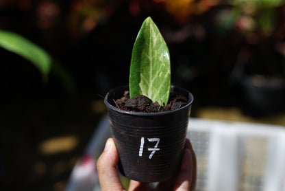 กระถางดำ 4 นิ้ พร้อม กวักมรกตด่าง ด่างสวย เทพมาก มีตุ่มแล้ว