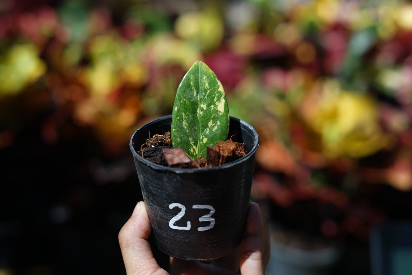 กระถางดำ 4 นิ้ พร้อม กวักมรกตด่าง ด่างสวย เทพมาก มีตุ่มแล้ว