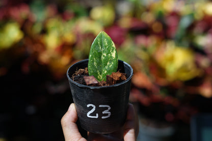 กระถางดำ 4 นิ้ พร้อม กวักมรกตด่าง ด่างสวย เทพมาก มีตุ่มแล้ว