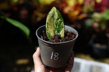 กระถางดำ 4 นิ้ พร้อม กวักมรกตด่าง ด่างสวย เทพมาก มีตุ่มแล้ว