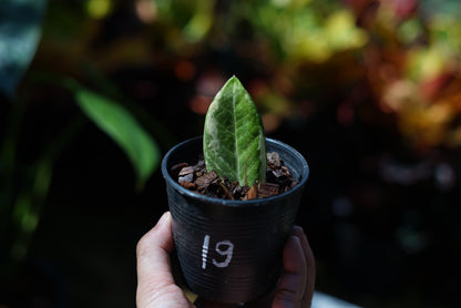 กระถางดำ 4 นิ้ พร้อม กวักมรกตด่าง ด่างสวย เทพมาก มีตุ่มแล้ว