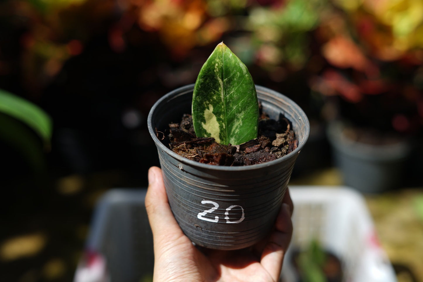 กระถางดำ 4 นิ้ พร้อม กวักมรกตด่าง ด่างสวย เทพมาก มีตุ่มแล้ว