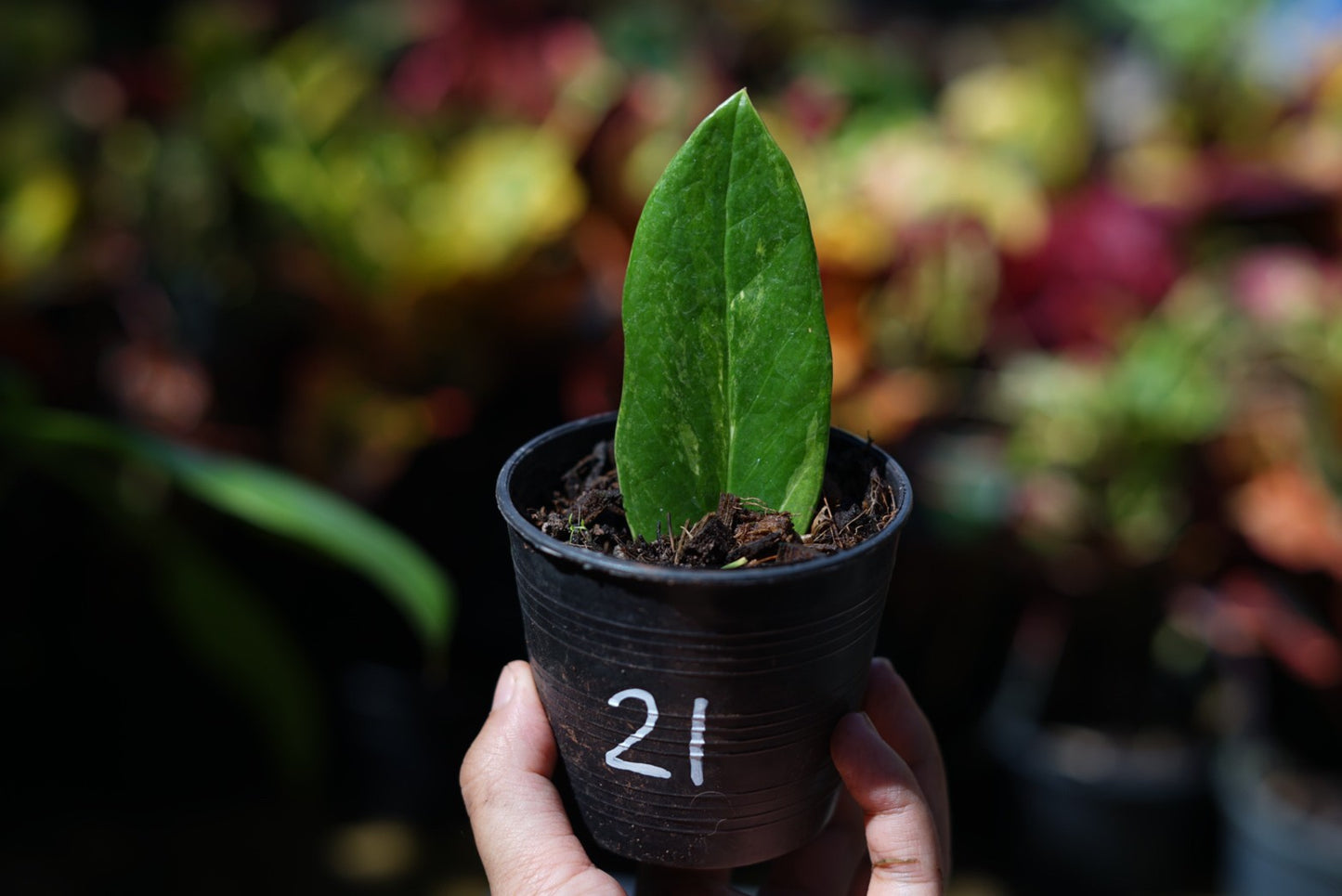 กระถางดำ 4 นิ้ พร้อม กวักมรกตด่าง ด่างสวย เทพมาก มีตุ่มแล้ว