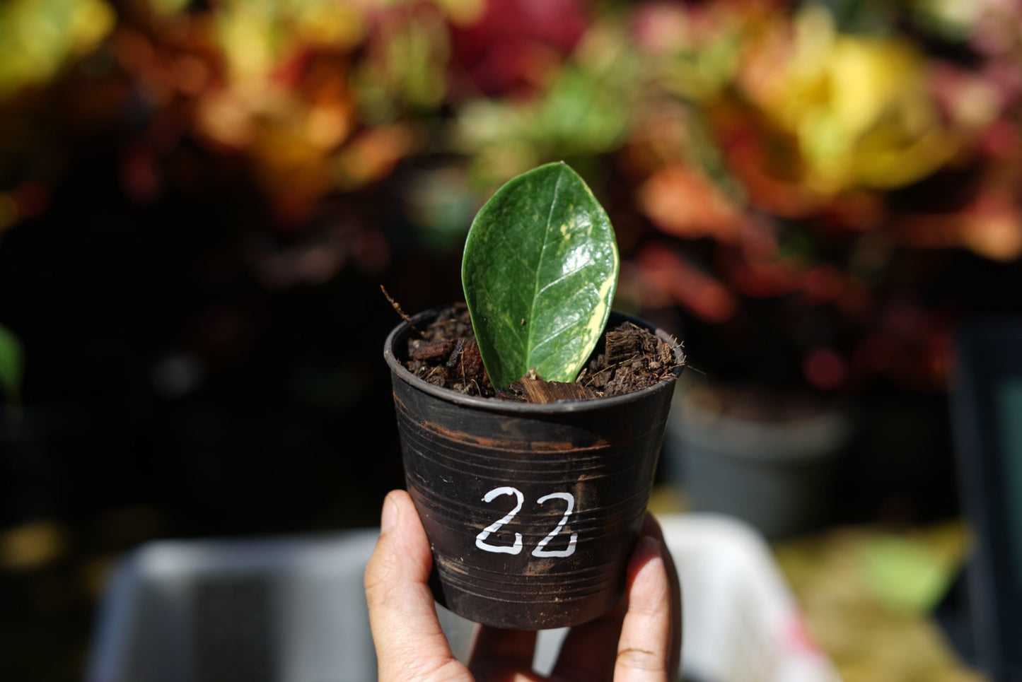 กระถางดำ 4 นิ้ พร้อม กวักมรกตด่าง ด่างสวย เทพมาก มีตุ่มแล้ว