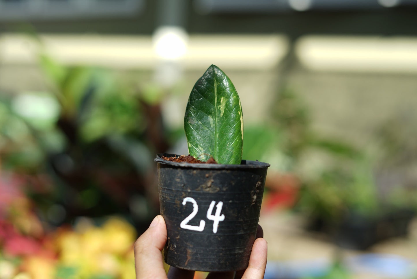 กระถางดำ 4 นิ้ พร้อม กวักมรกตด่าง ด่างสวย เทพมาก มีตุ่มแล้ว