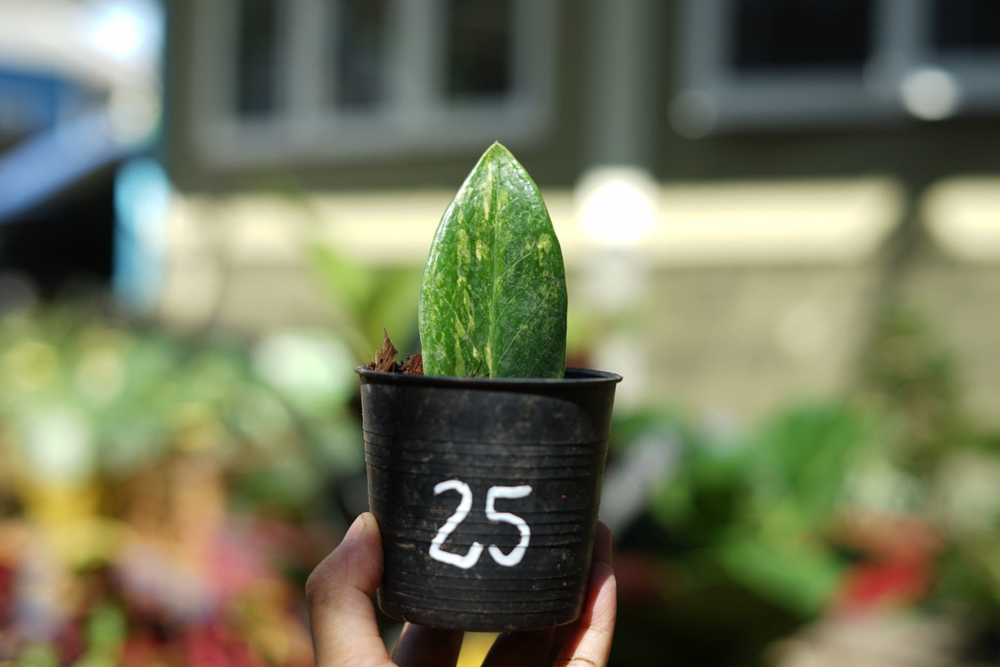 กระถางดำ 4 นิ้ พร้อม กวักมรกตด่าง ด่างสวย เทพมาก มีตุ่มแล้ว