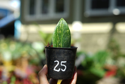 กระถางดำ 4 นิ้ พร้อม กวักมรกตด่าง ด่างสวย เทพมาก มีตุ่มแล้ว