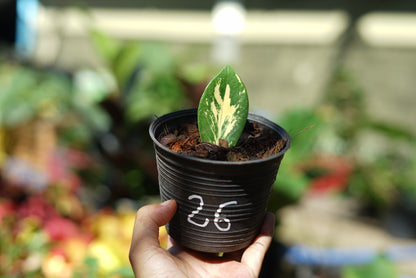 กระถางดำ 4 นิ้ พร้อม กวักมรกตด่าง ด่างสวย เทพมาก มีตุ่มแล้ว