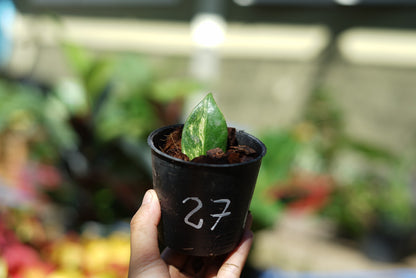 กระถางดำ 4 นิ้ พร้อม กวักมรกตด่าง ด่างสวย เทพมาก มีตุ่มแล้ว