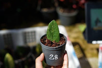 กระถางดำ 4 นิ้ พร้อม กวักมรกตด่าง ด่างสวย เทพมาก มีตุ่มแล้ว