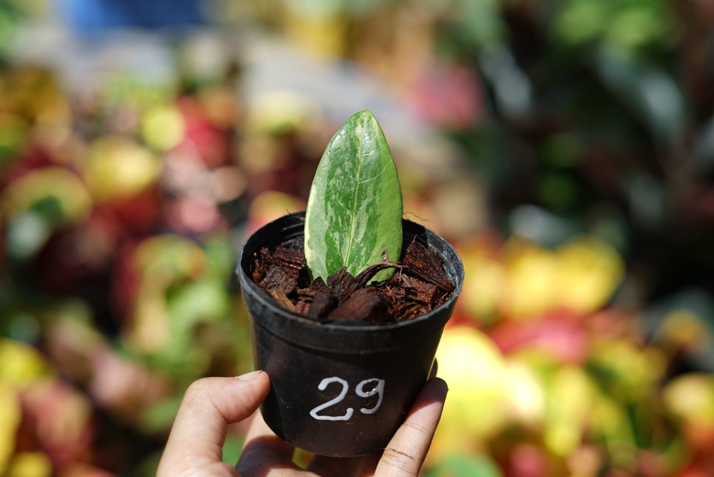 กระถางดำ 4 นิ้ พร้อม กวักมรกตด่าง ด่างสวย เทพมาก มีตุ่มแล้ว