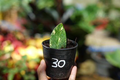 กระถางดำ 4 นิ้ พร้อม กวักมรกตด่าง ด่างสวย เทพมาก มีตุ่มแล้ว