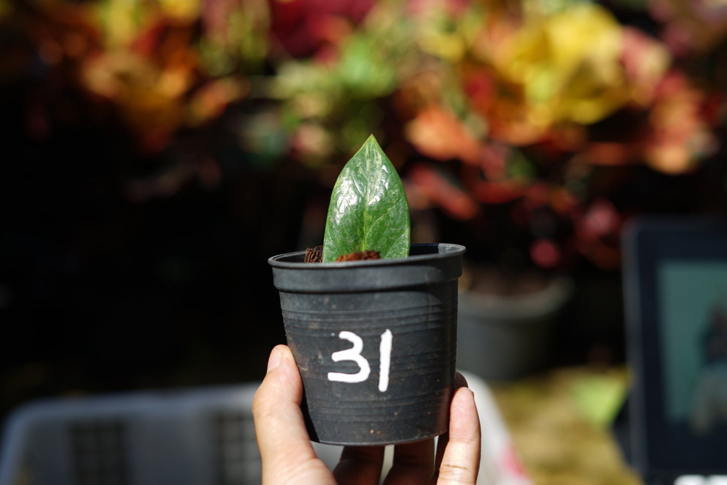 กระถางดำ 4 นิ้ พร้อม กวักมรกตด่าง ด่างสวย เทพมาก มีตุ่มแล้ว