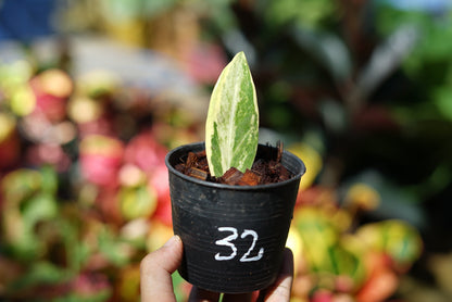 กระถางดำ 4 นิ้ พร้อม กวักมรกตด่าง ด่างสวย เทพมาก มีตุ่มแล้ว