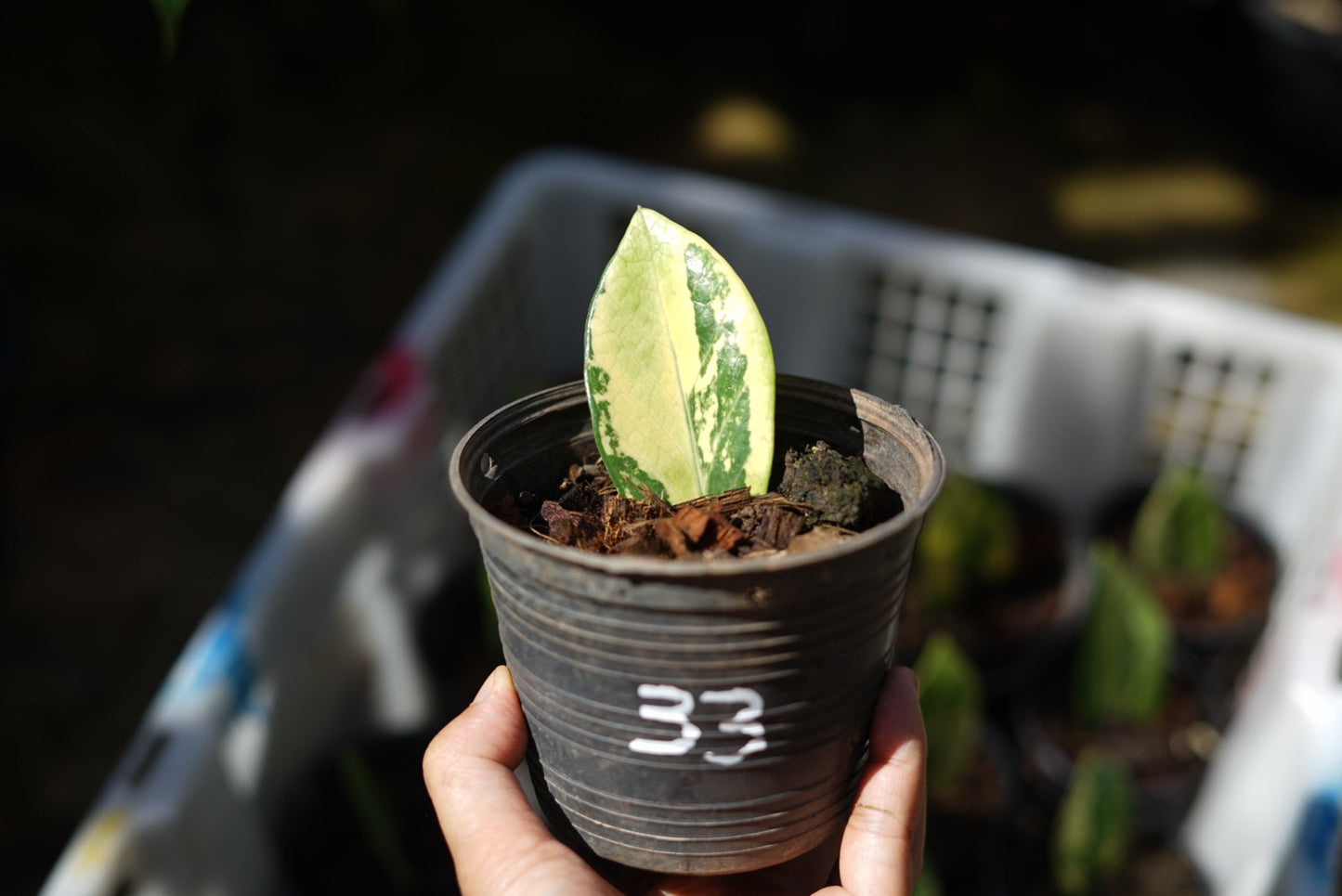 กระถางดำ 4 นิ้ พร้อม กวักมรกตด่าง ด่างสวย เทพมาก มีตุ่มแล้ว