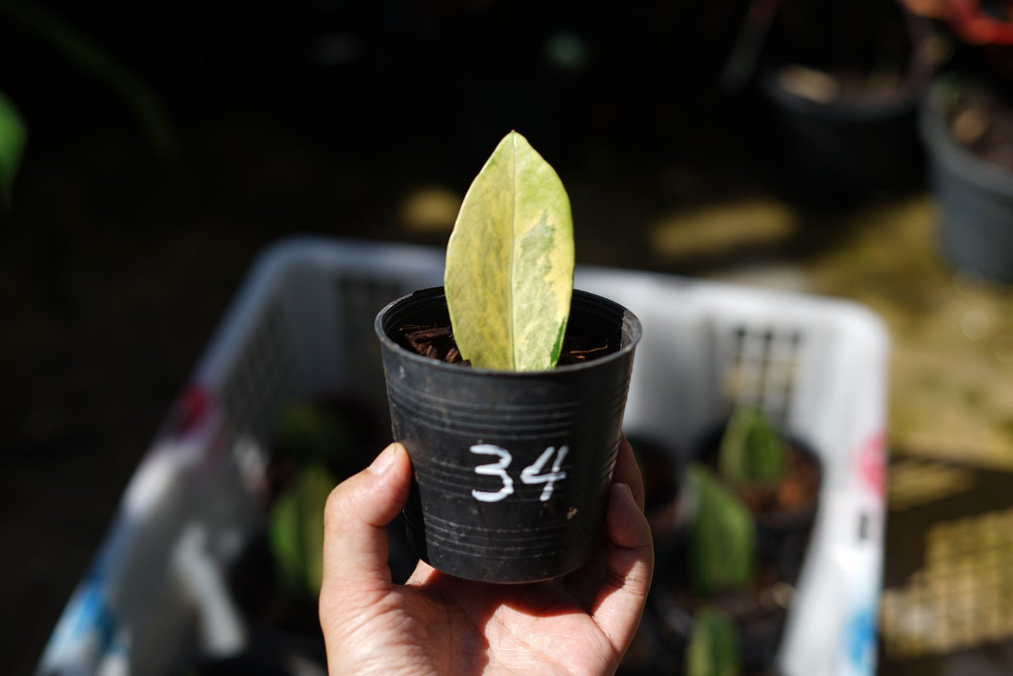 กระถางดำ 4 นิ้ พร้อม กวักมรกตด่าง ด่างสวย เทพมาก มีตุ่มแล้ว