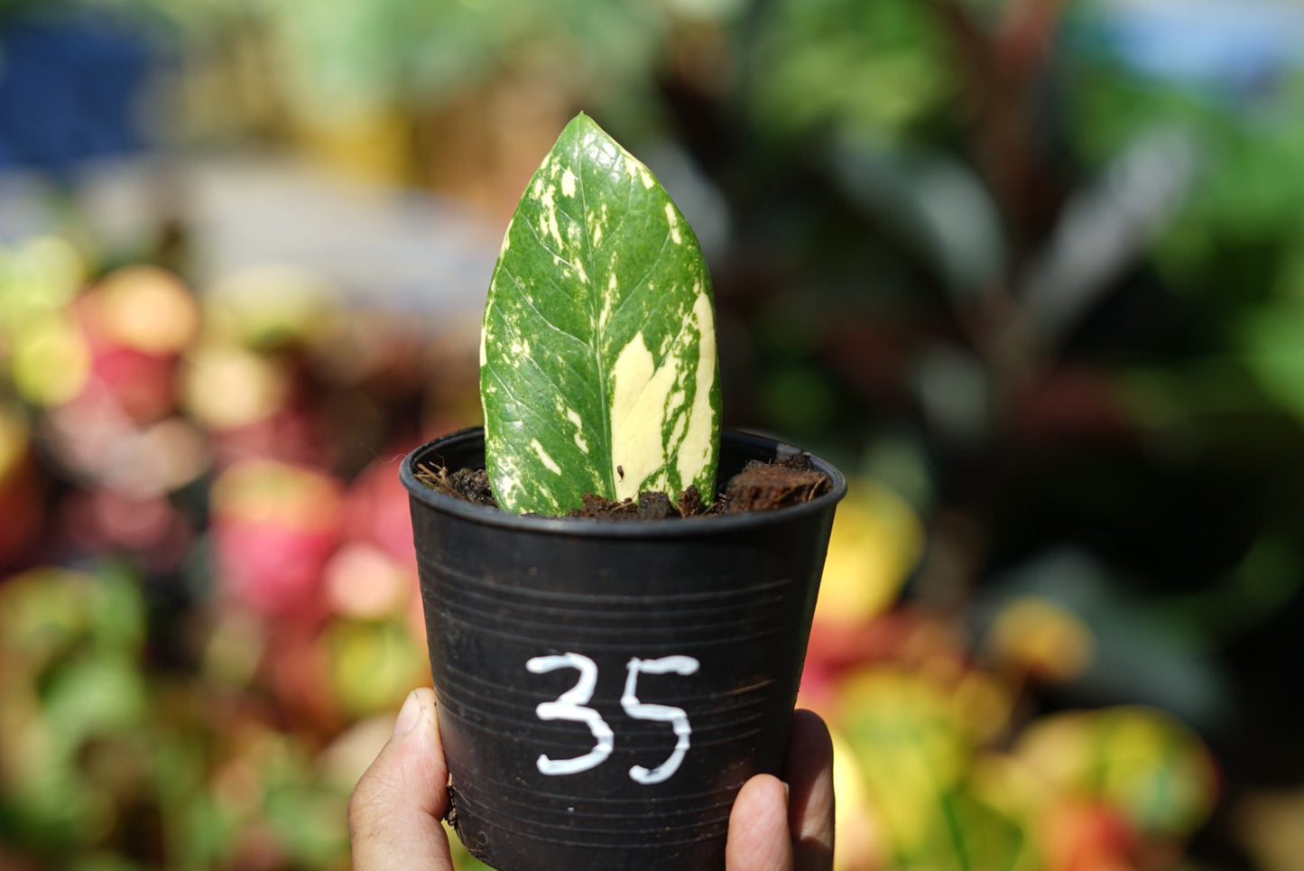 กระถางดำ 4 นิ้ พร้อม กวักมรกตด่าง ด่างสวย เทพมาก มีตุ่มแล้ว