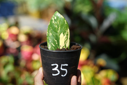 กระถางดำ 4 นิ้ พร้อม กวักมรกตด่าง ด่างสวย เทพมาก มีตุ่มแล้ว